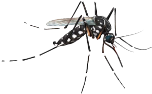 Gelbfiebermücke_Aedes_aegypti
